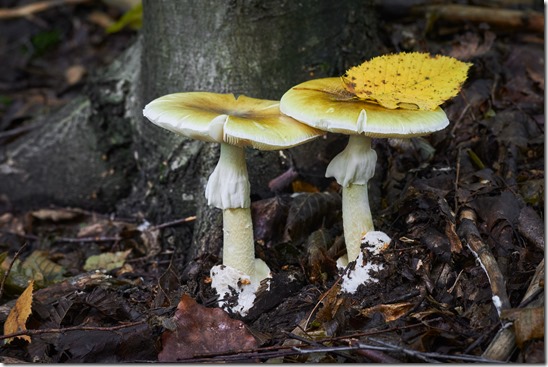 Amanita phalloides