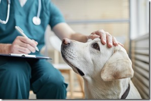 Veterinarian Stroking Dog Close Up