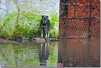 A dog isolated in the flood