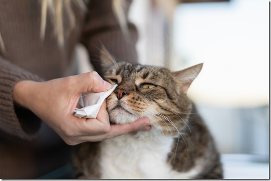 Woman hand cleaning her cat eyes