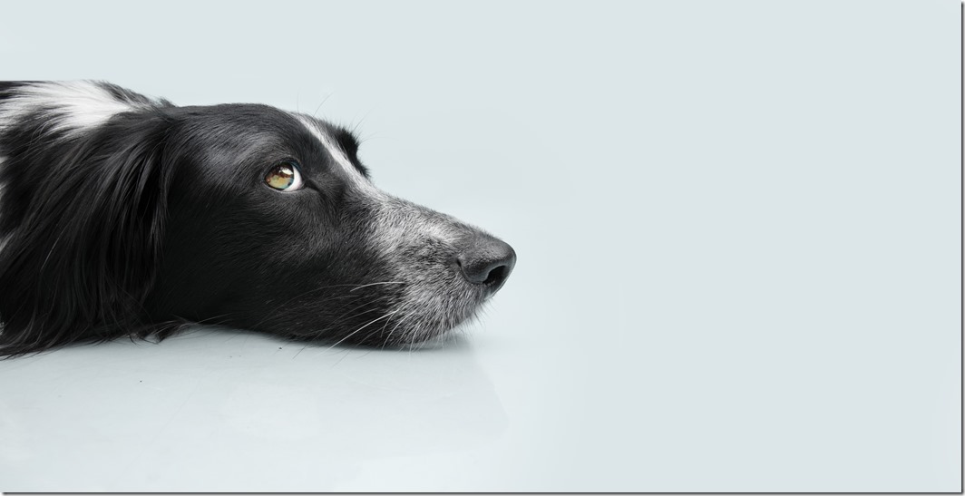 Profile dog puppy looking away and lying down with sad expression on bgray colored background