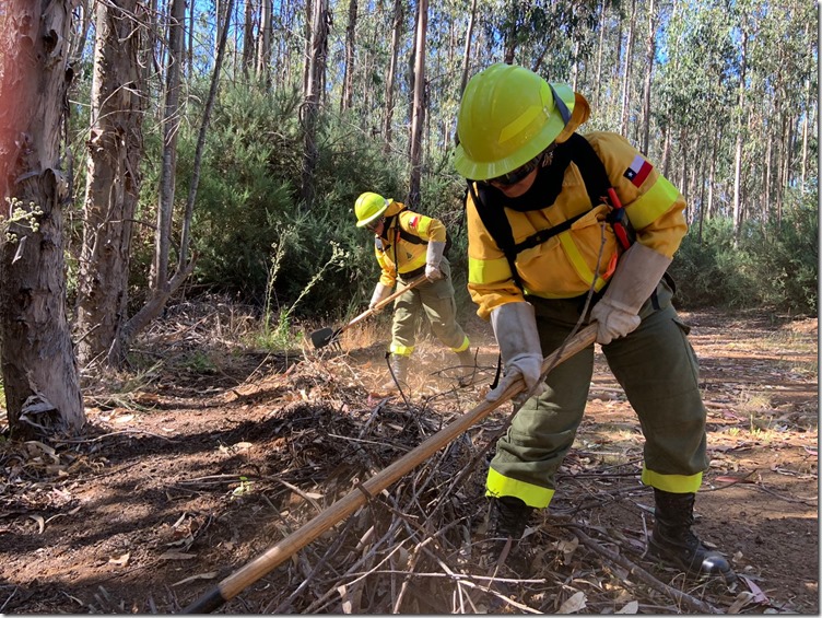 Gore Biobío, Minagri, y sector forestal impulsan plan para recuperar áreas afectadas por incendios