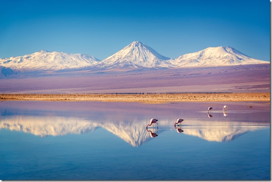 Snowy Licancabur volcano in Andes montains reflecting in the wate of Laguna Chaxa with Andean flamingos, Atacama salar, Chile