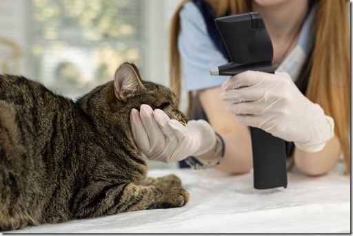 A veterinary ophthalmologist measures the pressure in a cat's eye using a tonometer. The cat sits calmly on the table while the ophthalmologist examines the eyes. Eye pressure in a cat.