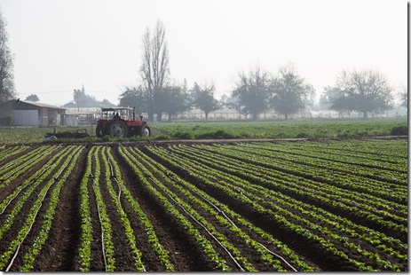 Campo (1)