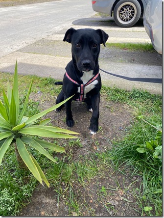 Adopcion3