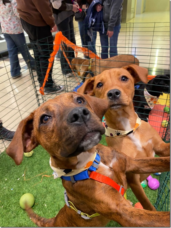 WhatsApp Image 2025-11-19 at 3.17.58 PM