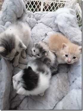 WhatsApp Image 2025-11-19 at 3.18.02 PM