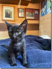 Gatito Negro