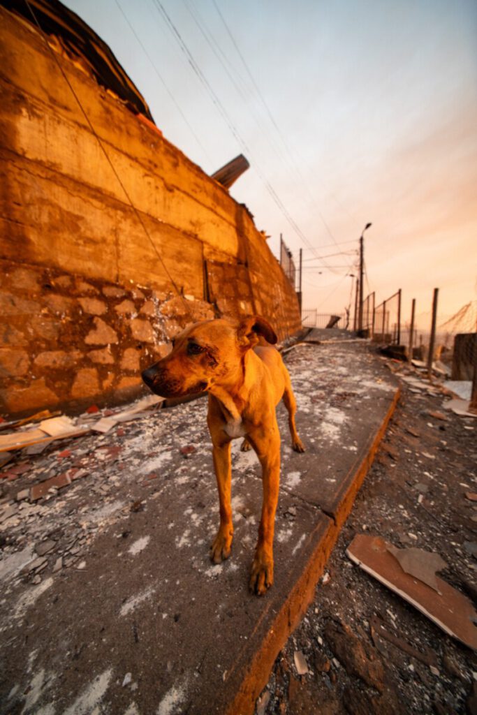 Fotografías: Desafío Levantemos Chile