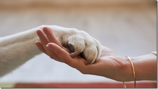 imagen referencial - salvar mascotas en incendios referencial 